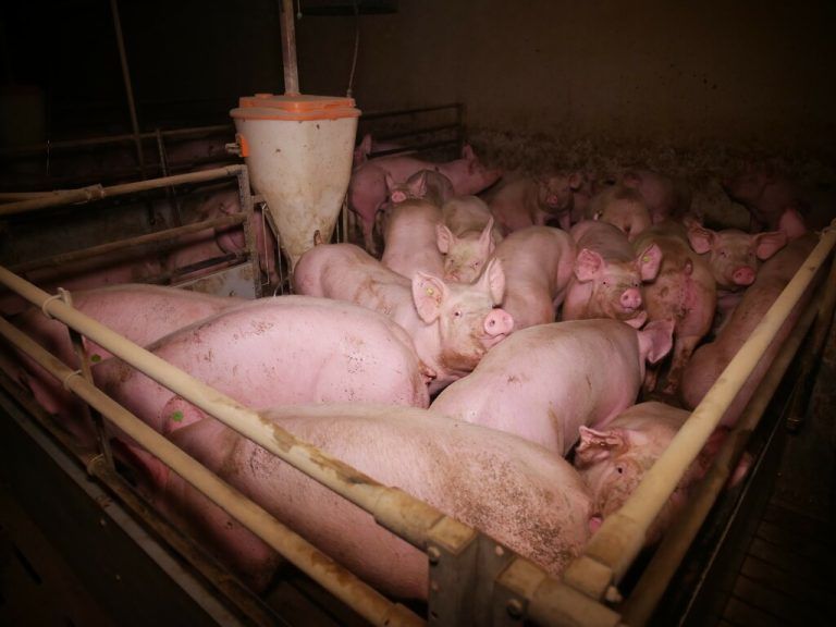 Die Tiere sind dicht gedrängt eingepfercht.vgt