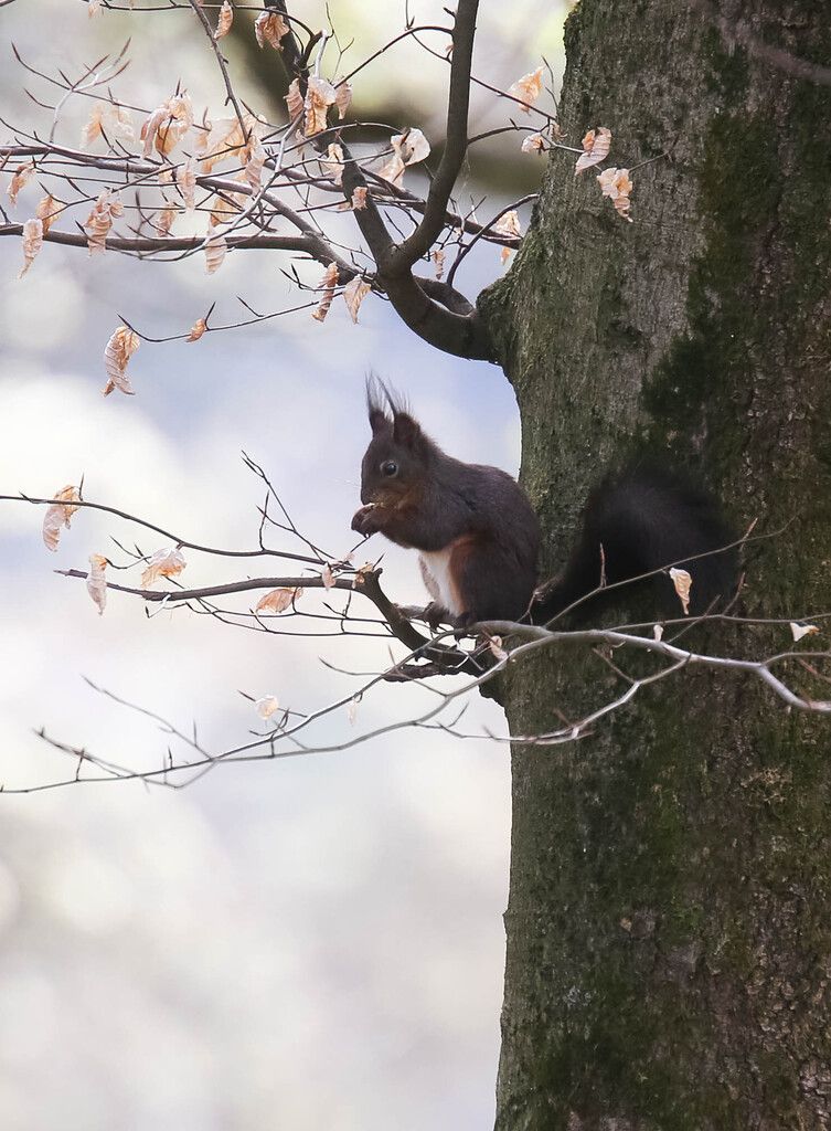 Ein Eichhörnchen im Wildpark in Feldkirch.Klaus Hartinger