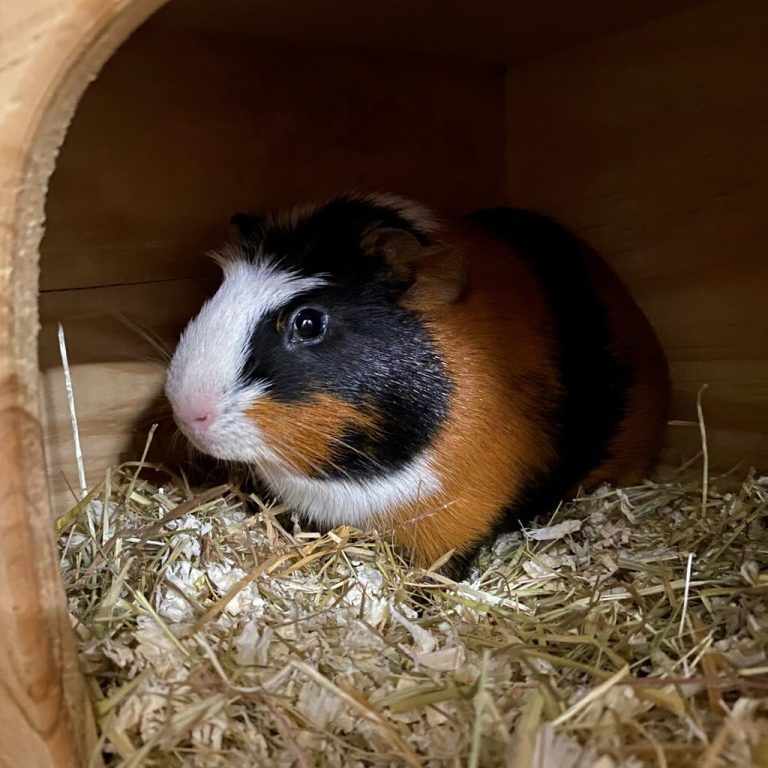 Rudi das Meerschweinchen.