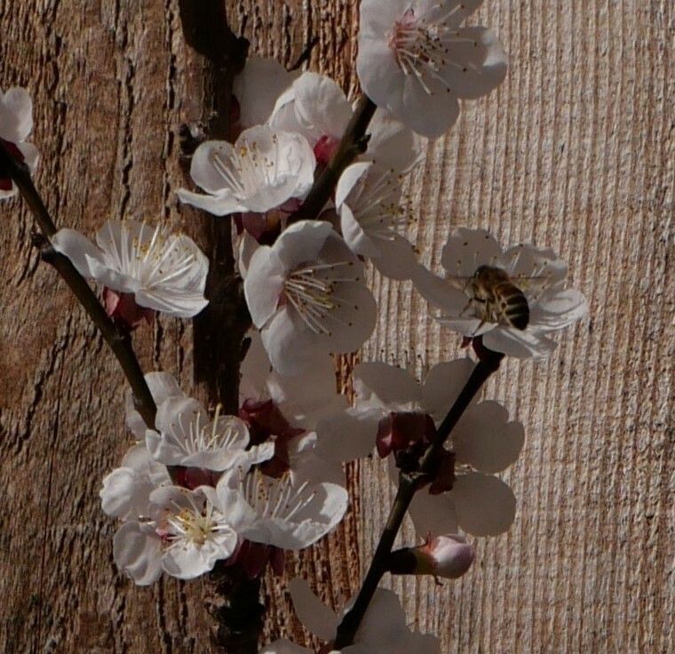 Am Spalier gezogene Apfel-, Birn- oder Marillenbäume beschenken uns mit saftig-süßen Früchten.Shutterstock (2), Moosmann-Hämmerle (2)