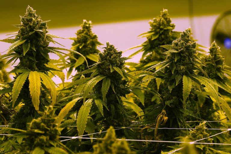 Cannabis wurde im großen Stil angebaut.steve helber/ap