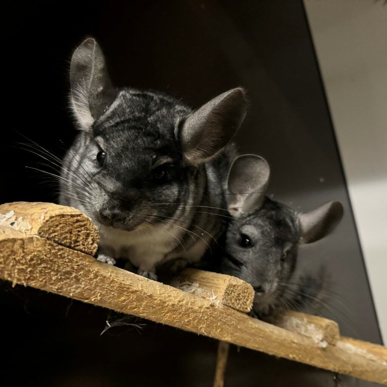 Chinchillas sind nachtaktive Nager.