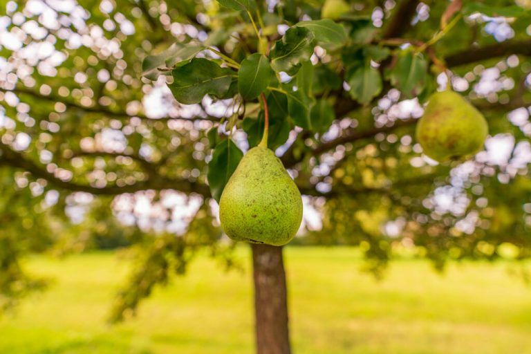 Der Spindelbaum ist für die meisten Obstsorten gut geeignet. stiplovsek