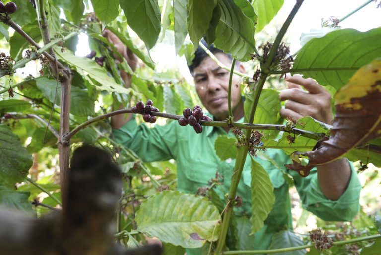Der vietnamesische Kaffeebauer Le Van Tam (großes Foto) setzt beim Anbau seiner Kaffeekirschen bereits auf nachhaltige Methoden.AP Photo/Hau Dinh (2)