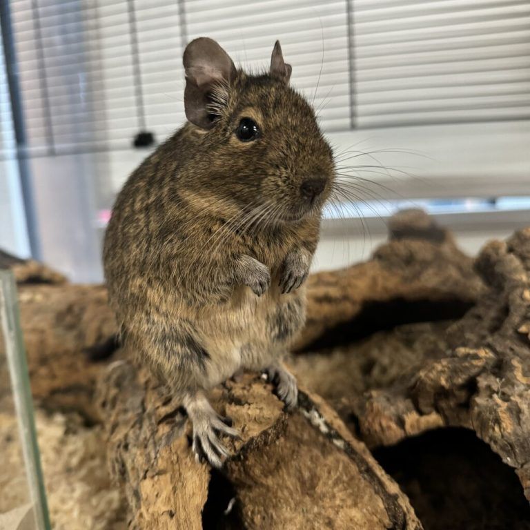 Die Degus Cherry und Berry suchen zu zweit ein neues Heim.