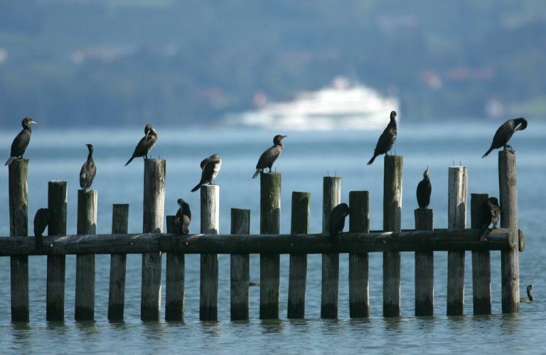 Die Kormorane sorgen für viel Ärger, weil sie doppelt so viele Fische aus dem Bodensee entnehmen wie die gesamte Fischerei. hartinger