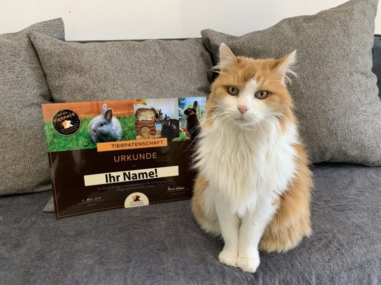 Die Tiere freuen sich über Tierpatenschaften.
