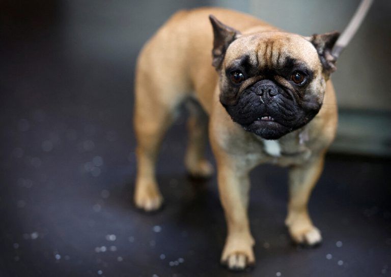 Glück: Die Bulldoge blieb unverletzt.reuters/piroschka