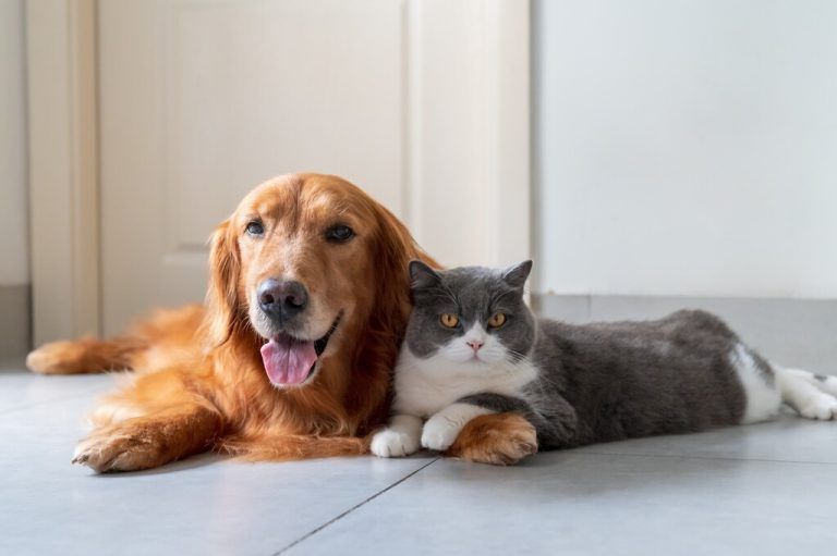 Hund und Katz’ stehen wieder im Mittelpunkt des sechsten – von Tanja Warter (kleines Bild) veranstalteten – Animalicum.Shutterstock, Privat,