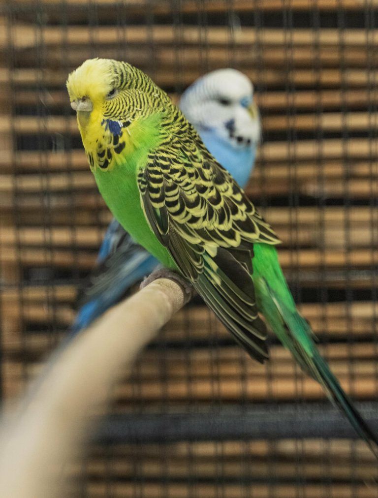 Während des Lüftens sollten die Vögel eingesperrt werden, damit sie nicht ins Freie entwischen. STiplovsek