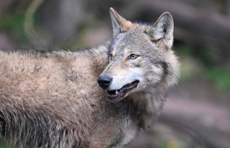 Wolfsabschüsse erleichtert. APA