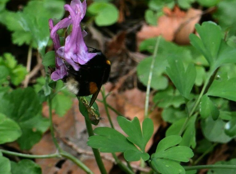 Auch Hummeln gehören zu den Wildbienen. Mo0smann-Hämmerle