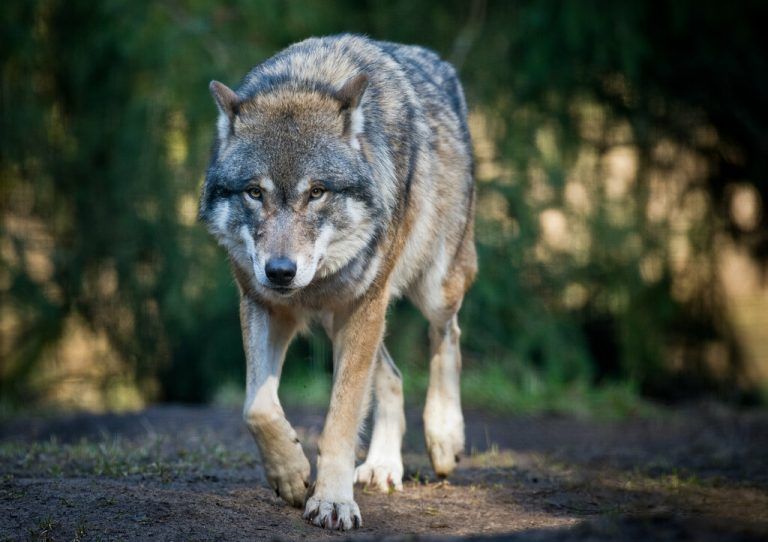 Der Wolf sorgt für politische Debatten und erhitzte Gemüter. DPA