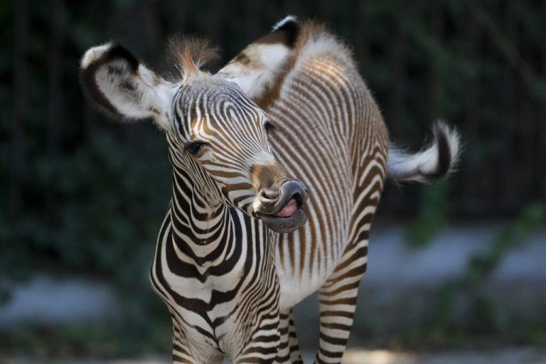 Die Zebras wurden wieder eingefangen. AP