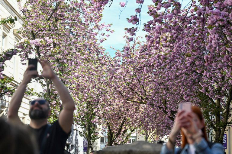 In der deutschen Stadt Bonn erfreuten sich die Menschen an den blühenden Kirschbäumen.REUTERS/Jana Rodenbusch