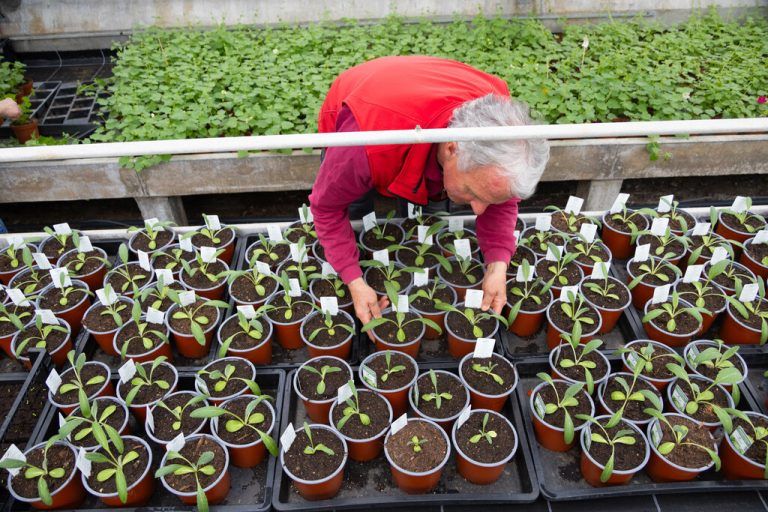 Pflanzen wie die Tomaten ziehen Ludeschers selbst – auch wenn die Bioqualität sich kaum auszahlt.