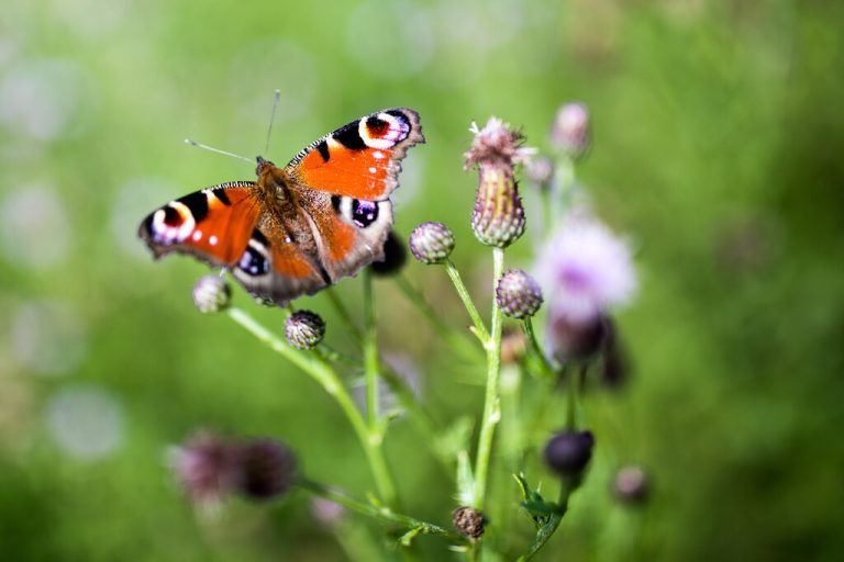 Tagpfauenauge: Im Frühjahr ernährt sich der Schmetterling unter anderem von Weiden und Löwenzahn, im Sommer von Klee, Disteln und Flockenblumen. wAPA