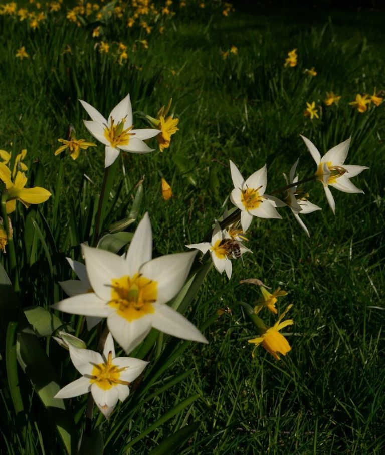 Wildtulpen kommen gut mit Trockenheit zurecht Moosmann-hämmerle