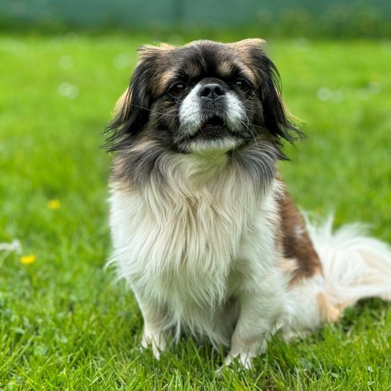 Buddy, der kleine Allrounder.