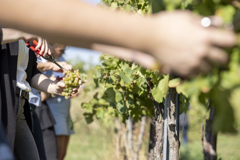 Das Winzerhandwerk hat ein gutes Image und verspricht Abwechslung.Symbolbild/APA/TOBIAS STEINMAURER