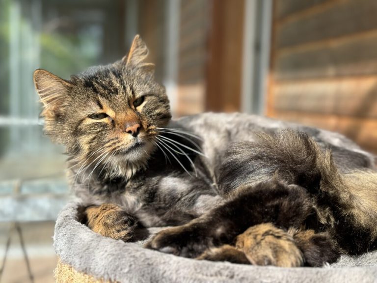 Der schüchterne Kater Paul.