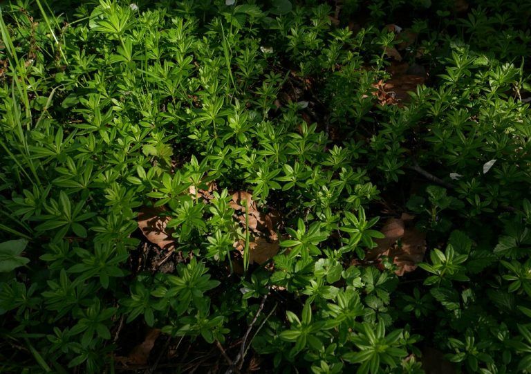 Hosta (oben) sind relativ anspruchslos in der Pflege, das gilt auch fürs Wässern. Links: Waldmeister.