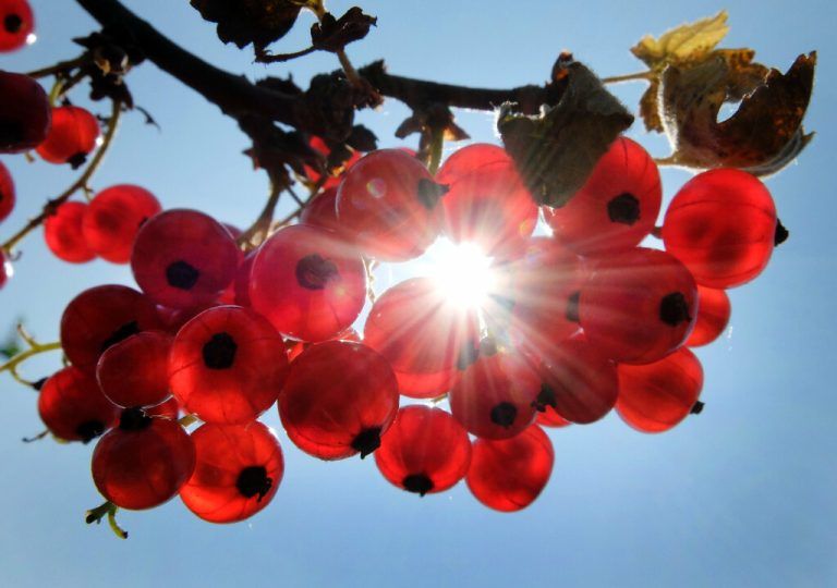 Johannisbeeren oder Ribisel, wie sie auch genannt werden, reifen im Juni und Juli.dpa/gerten