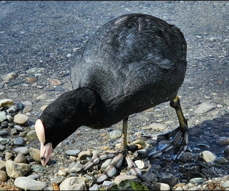 Wird auf Wasservögel geschossen?tierschutzverein Rankweil