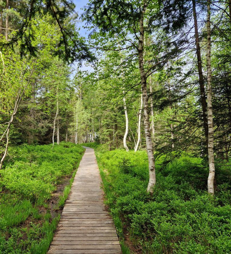 Auf wunderschönen Wegen durch das Moor.vylet/glück