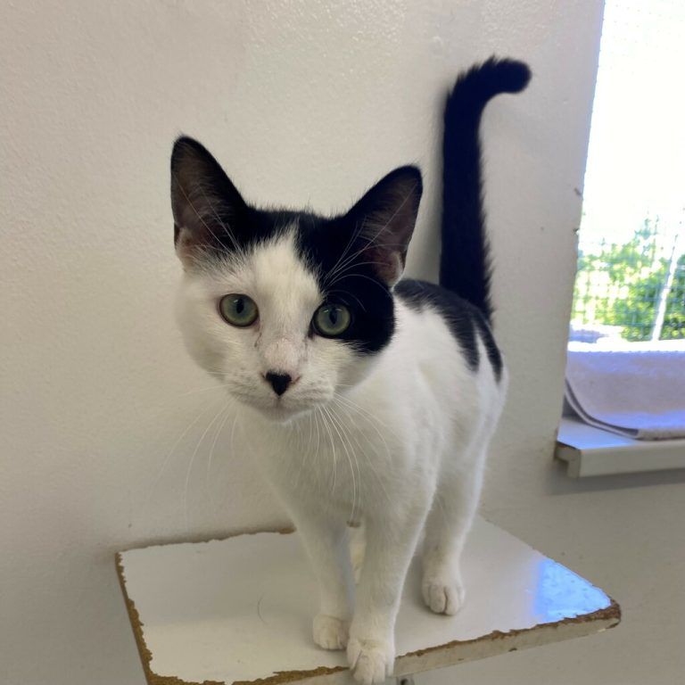 Button sucht ein schönes Plätzchen.