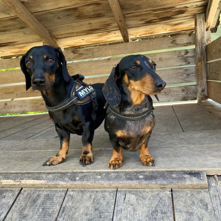 Das Dackel-Duo Luna und Mylo.