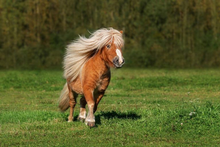 Markenzeichen der Shetlandponys: Die lange Mähne.st