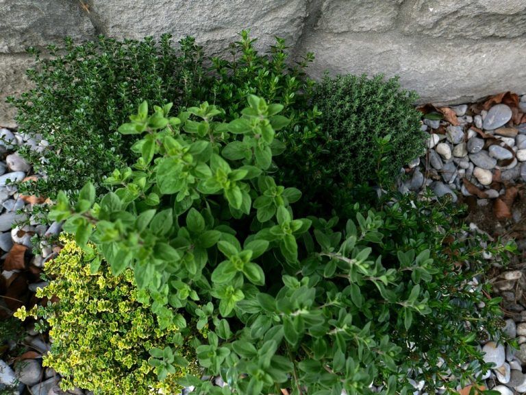 Mediterrane Kräuter benötigen am meisten Sonne.CMH