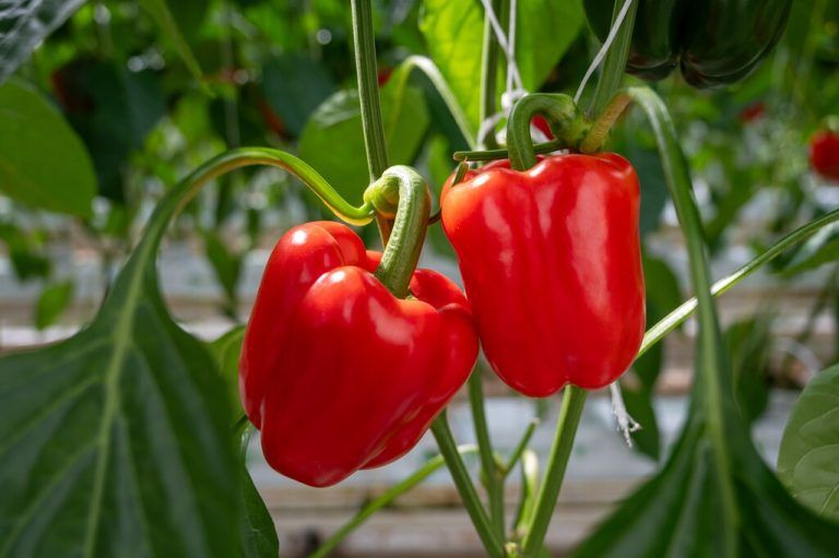 Paprika sind reich an Vitaminen, vor allem Vitamin C und Provitamin A.shutterstock