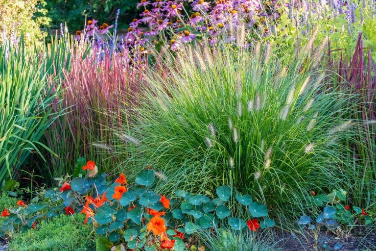 Attraktive Gestaltung: Ziergräser können jeden Garten aufwerten.shutterstock