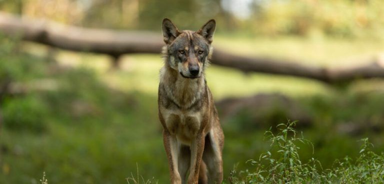 Der Wolf gehöre „reguliert wie jede andere Wildart auch“, befindet Christian Gantner. jägerschaft vorarlberg, maurice shourot