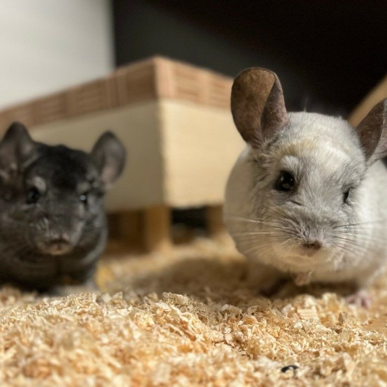 Die nachtaktiven Chinchillas.