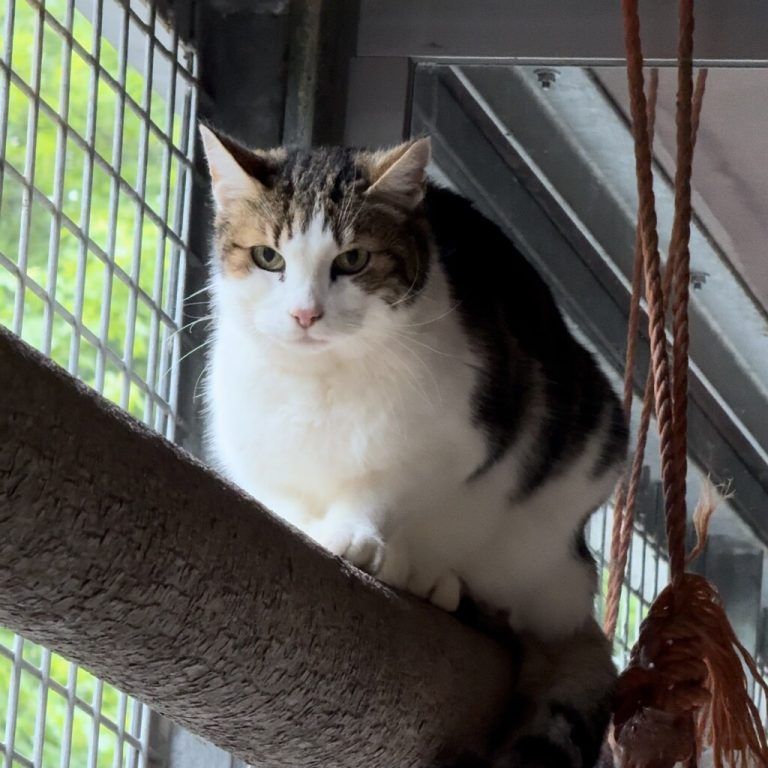 Elliot ist ein zurückhaltender Kater.