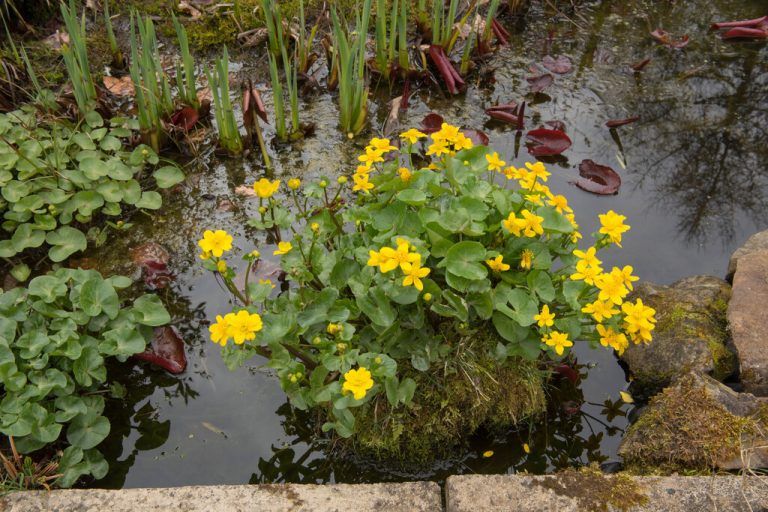 Es gibt viele Möglichkeiten, Wasser im Garten zu integrieren.shutterstock