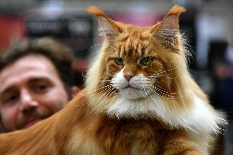 In Vandans wurde auf eine Katze geschossen.Symbolfoto AFP