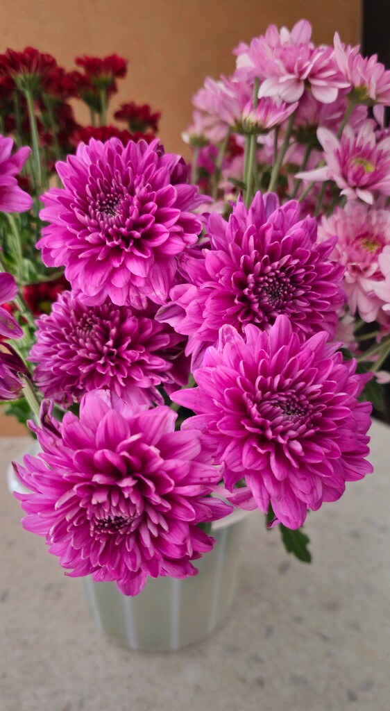 Chrysanthemen eignen sich für Terrasse und Balkon⇒shutterstock