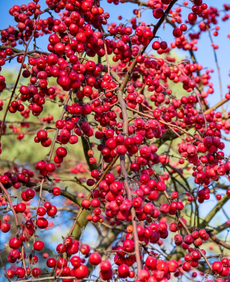 Die Früchte des Red-Sentinel-Zierapfels.⇒shutterstock