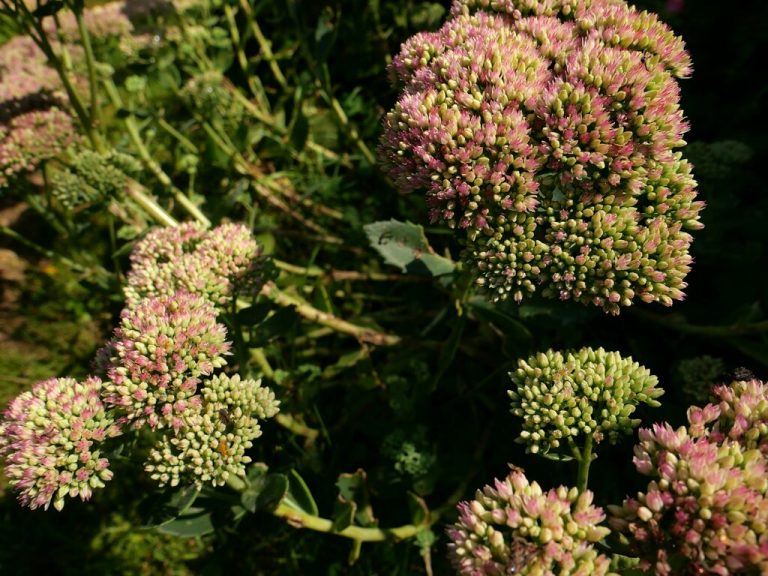 Die Hohe Fetthenne blüht noch im Oktober.⇒cmh