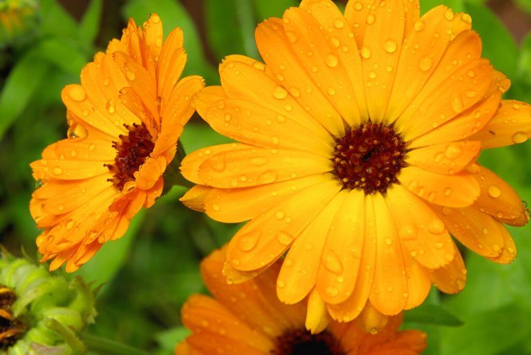 Die Ringelblumen blühen in fröhlichem Gelb bis Orange.shutterstock (2)