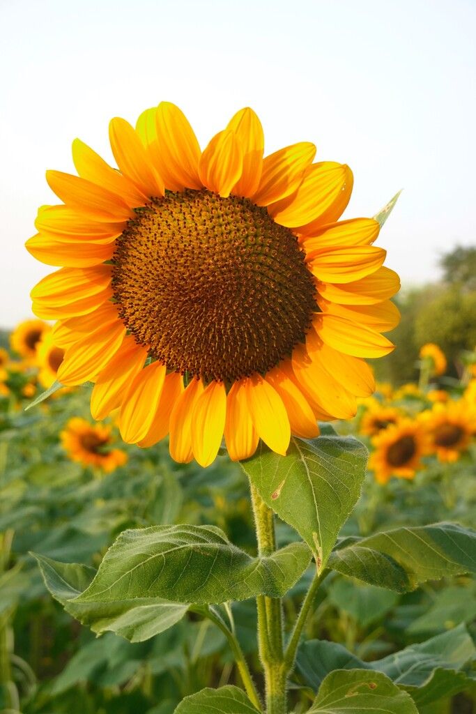 Die Sonnenblume gehört zu den schönsten einjährigen Sommerblumen.shutterstock