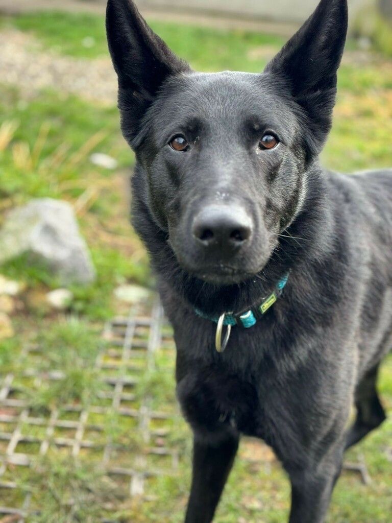 Die treuen Augen von Sparky.
