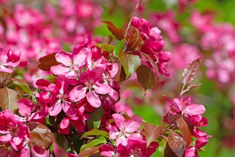 Im Frühling blüht der Zierapfel in rosa.⇒shutterstock (3)