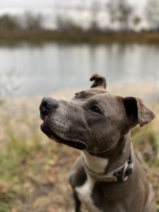 Neues Heim für Fellnasen