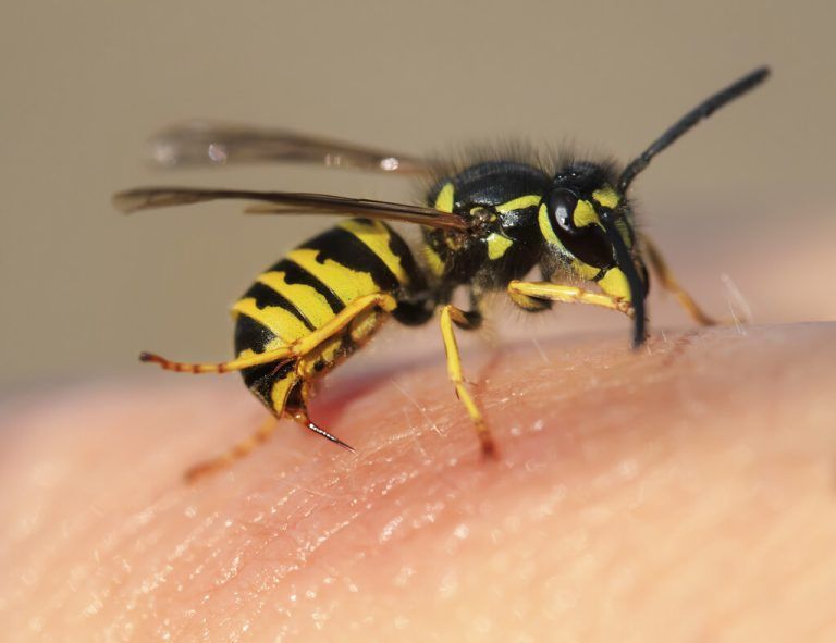 Oberärztin Michaela Ranta vom LKH Feldkirch (kleines Foto): „Menschen, die wissen, dass sie gegen Wespen- oder Bienenstiche allergisch sind, sollten immer ein Notfallset mit speziellen Medikamenten bei sich führen.“ ⇒shutterstock/nussbaumer