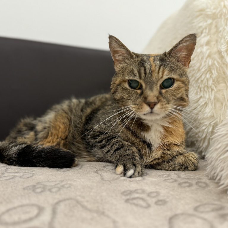 Tia sucht einen Gnadenplatz.